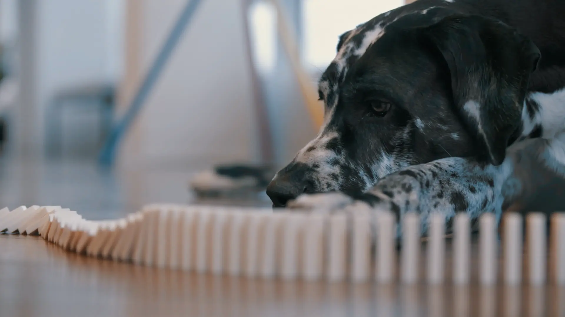 Dog looking at toppling domino run
